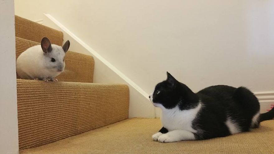 Great Friends - Sz&ouml;rcsi And Lufi