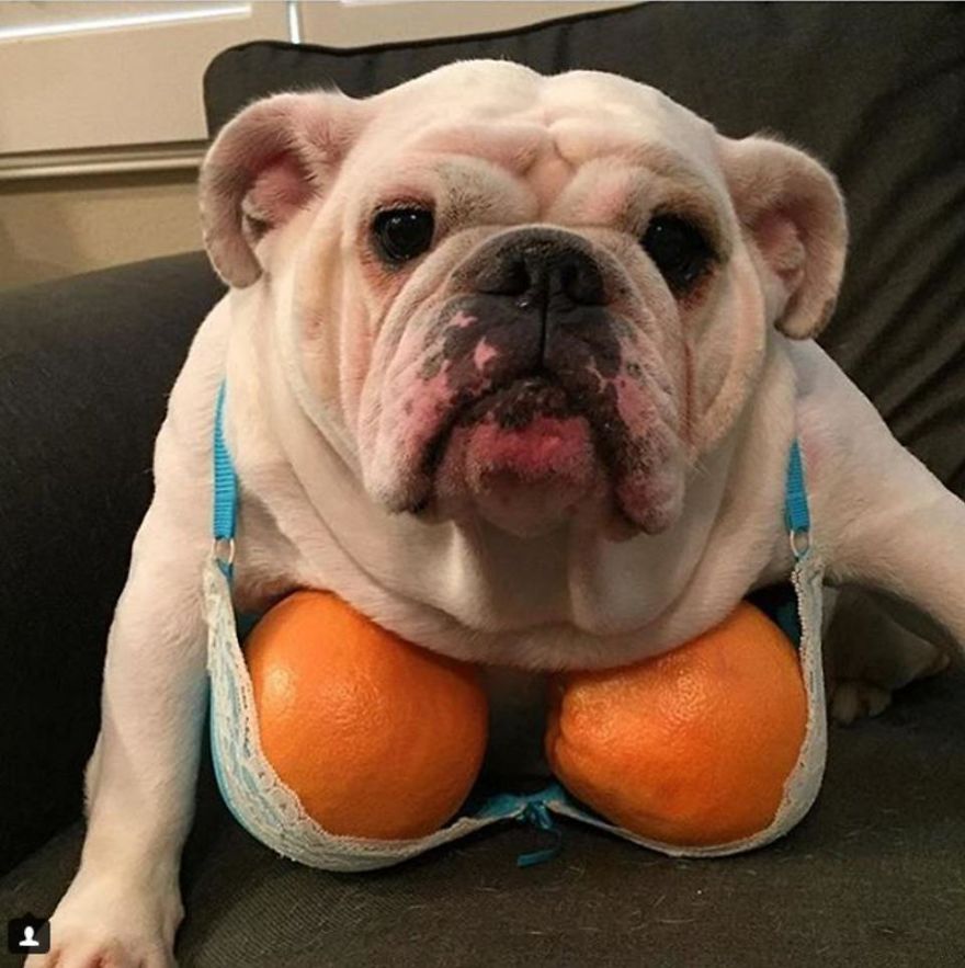 Top 10 Funniest Instagram Dogs To Follow