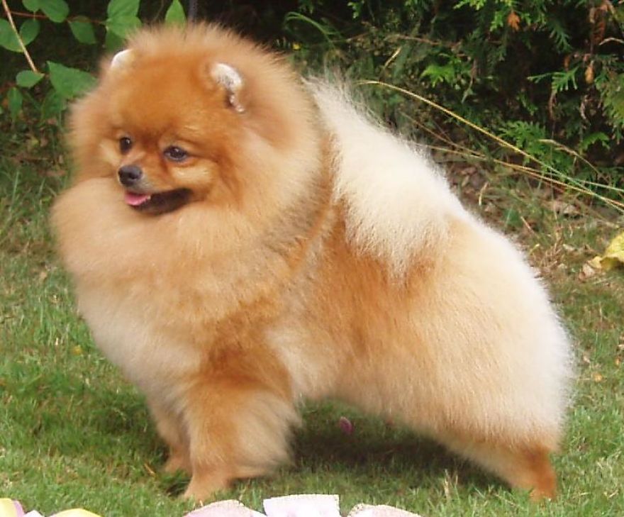 The Cutest Dog Breeds