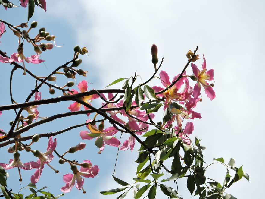 A Poet's Love Of Flowers
