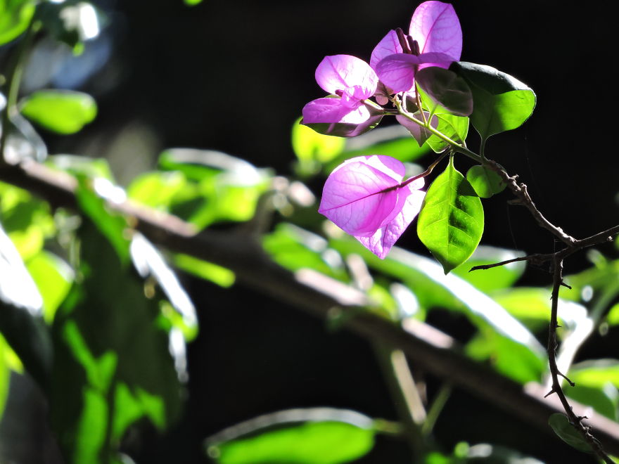 A Poet's Love Of Flowers