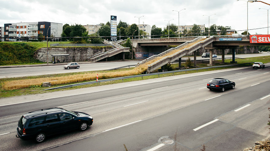 Soviet Urban Planning Living A New Life:
An Urban Barley Field Installation Soviet Urban Planning Living A New Life:
An Urban Barley Field Installation
