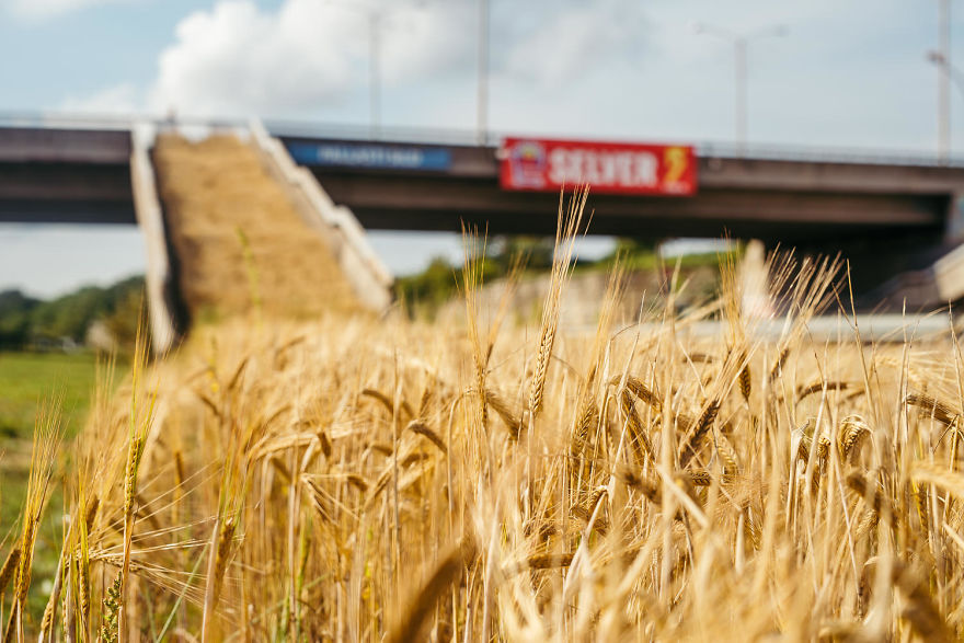 Soviet Urban Planning Living A New Life:
An Urban Barley Field Installation Soviet Urban Planning Living A New Life:
An Urban Barley Field Installation