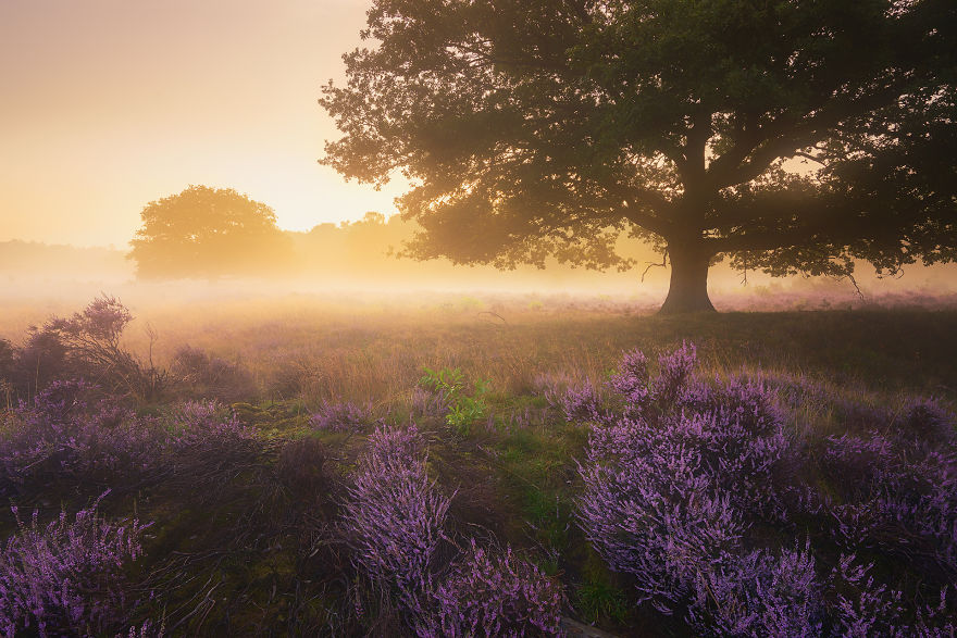Why You Should Visit My Homeland The Netherlands In August - A Purple Dream