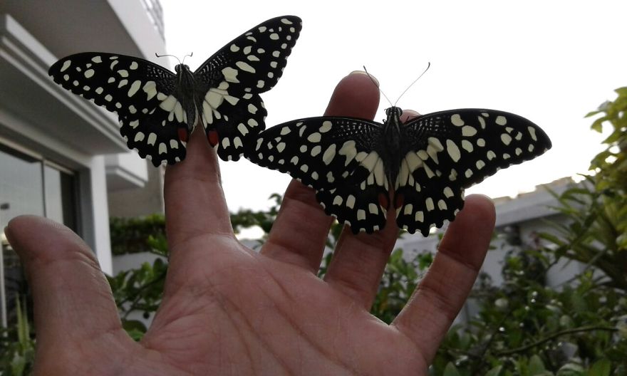 When She's Not In The Skies She's Raising Butterflies :)