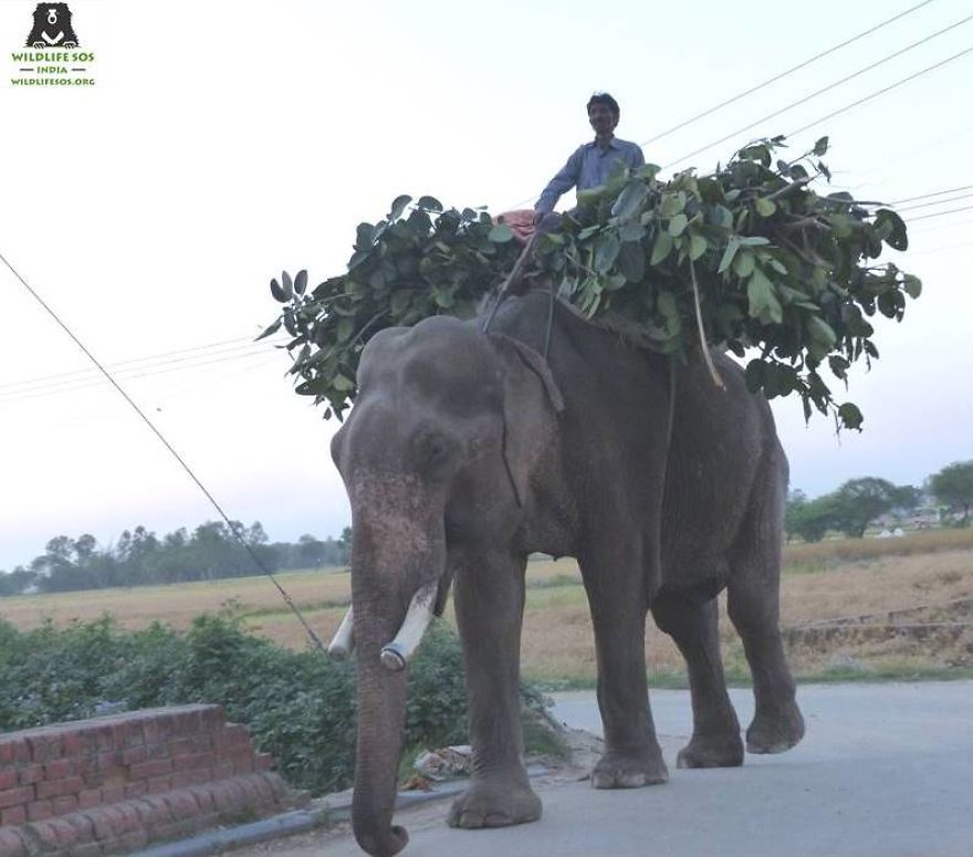 World’s “unluckiest” Elephant Finally Walks Free