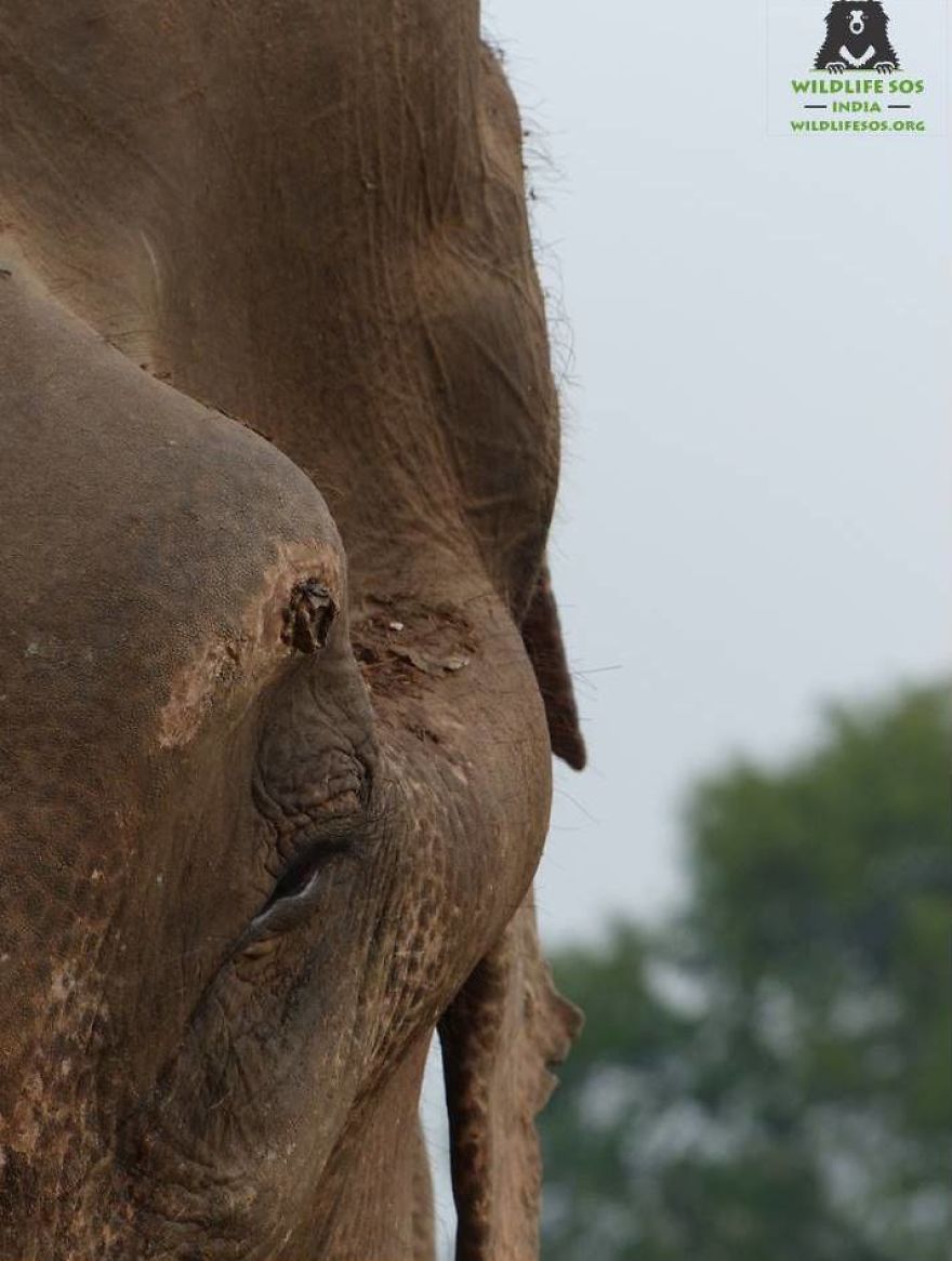 World’s “unluckiest” Elephant Finally Walks Free