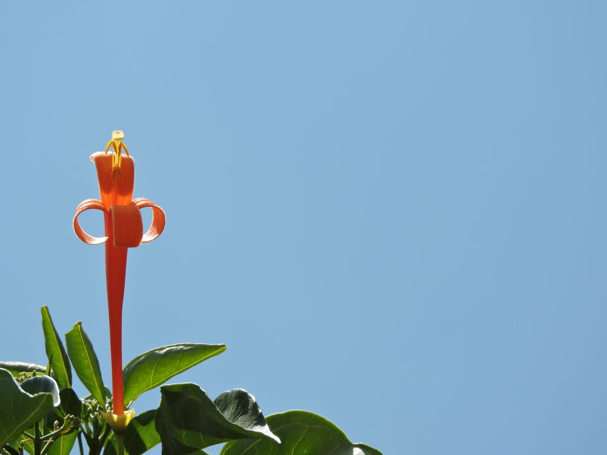A Poet's Love Of Flowers