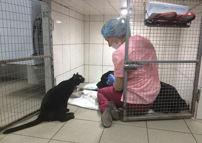 Rescue Cat Who Can’t Walk Becomes Nurse, Helps Sick Animals And Even Saves Their Lives