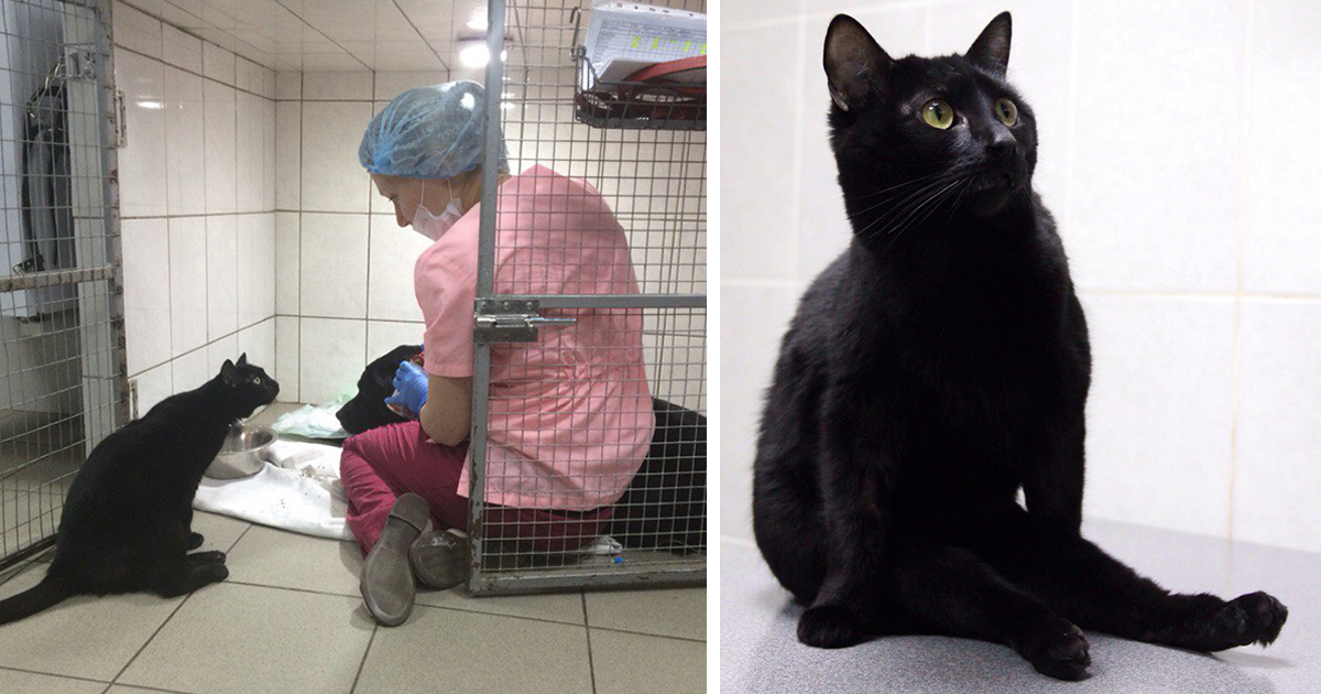 Rescue Cat Who Can't Walk Becomes Nurse, Helps Sick Animals And Even Saves  Their Lives | Bored Panda