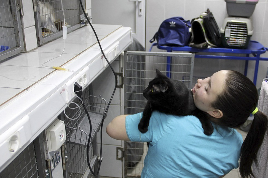 Rescue Cat Who Can't Walk Becomes Nurse, Helps Sick Animals And Even Saves Their Lives