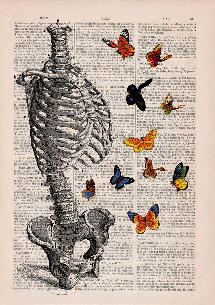 anatomy-illustrations-old-book-pages-prrint-18