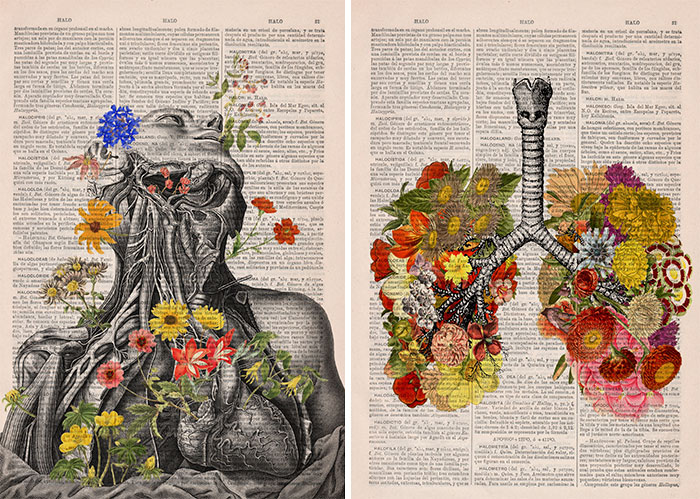 Floral Anatomical Illustrations Breathe New Life Into Old Discarded Books