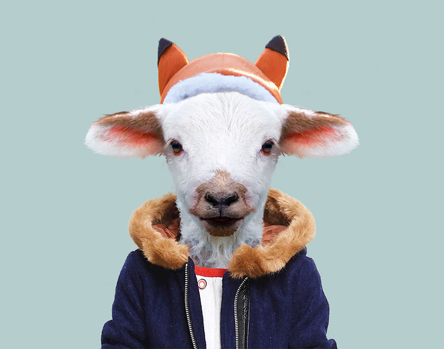 Sheep (Lamb)