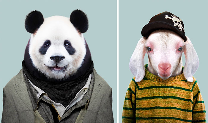 This Artist Spent 3 Years ‘Dressing’ Zoo Animals Like Humans And The Clothes Fit Unbelievably Well