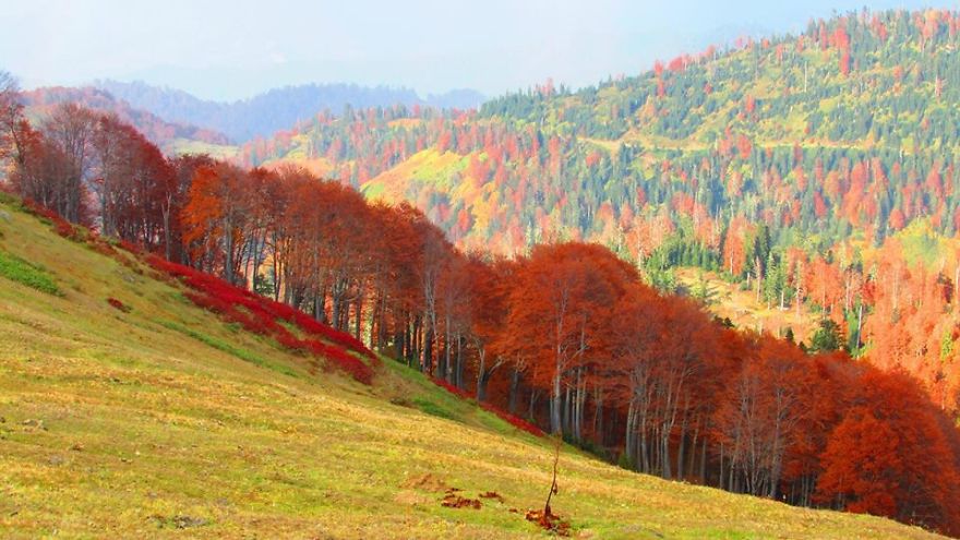 The Most Beautifuli Mountain Resort Area In Georgia. Bakhmaro
