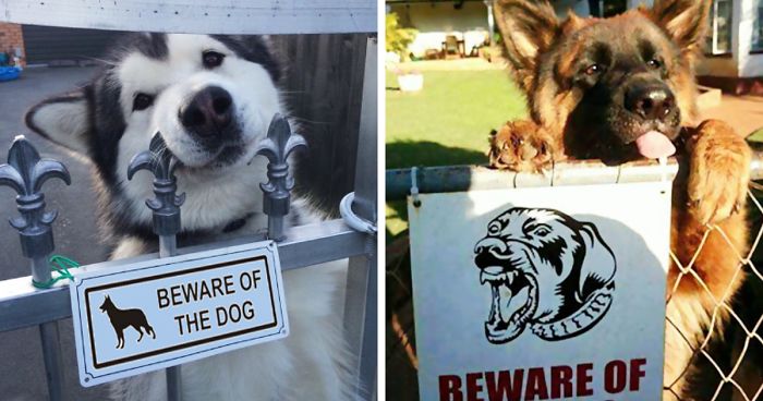 17 Hilarious “Beware of the Dog” Signs and the Unexpected Dogs Behind Them