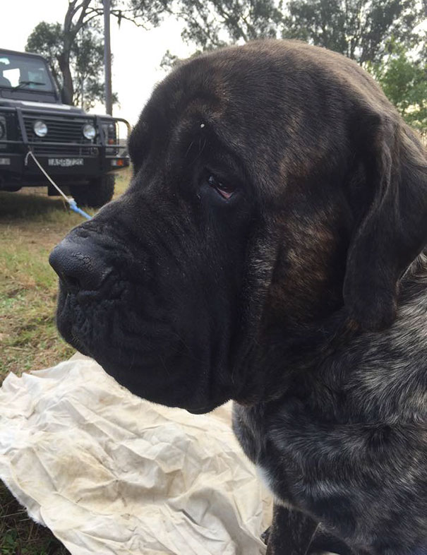biggest-dog-crushes-owner-mastiff-australia-4