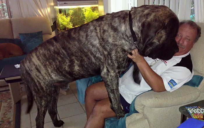 Australia’s Biggest Dog Doesn’t Realize How Big He Is, Constantly Crushes His Owner With 250 Lbs Of Love