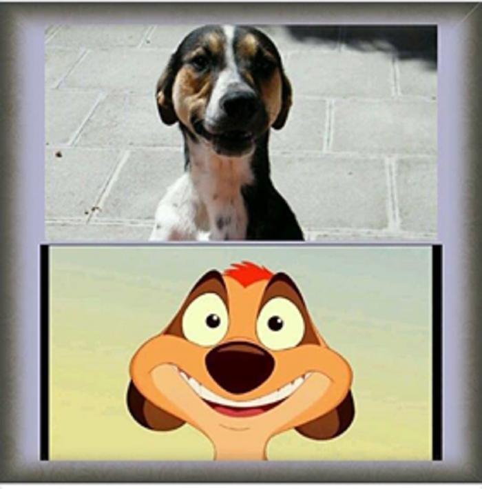 Bolinha As Timon From Lion King