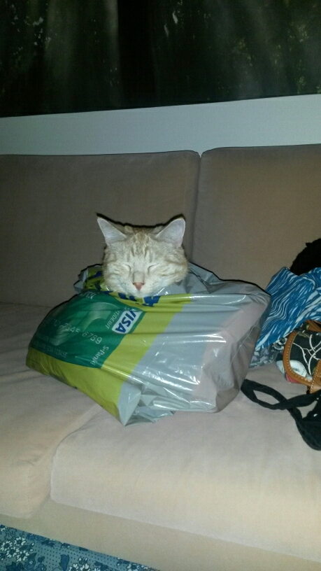 Mörkö Is Dreaming In Plastic Bag..