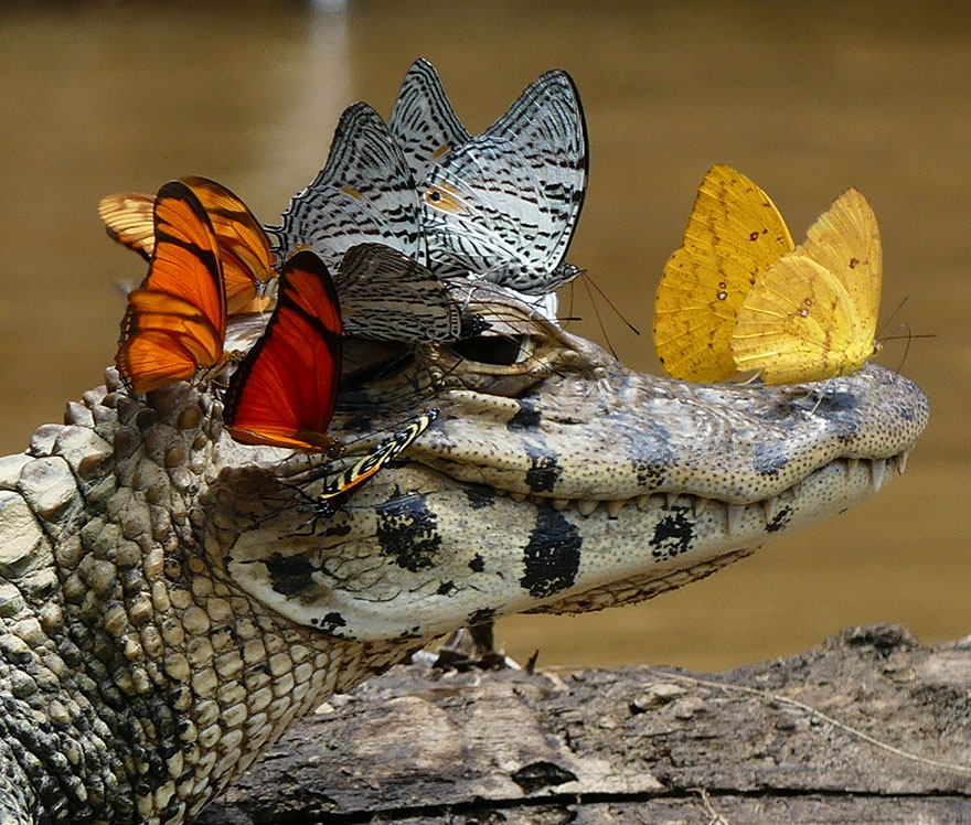Caiman Wearing A Crown Of Butterflies Shows Its Softer Side | Bored Panda
