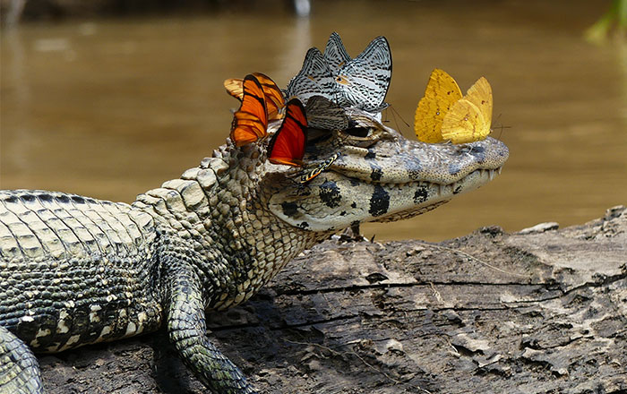 Caiman Wearing A Crown Of Butterflies Shows Its Softer Side