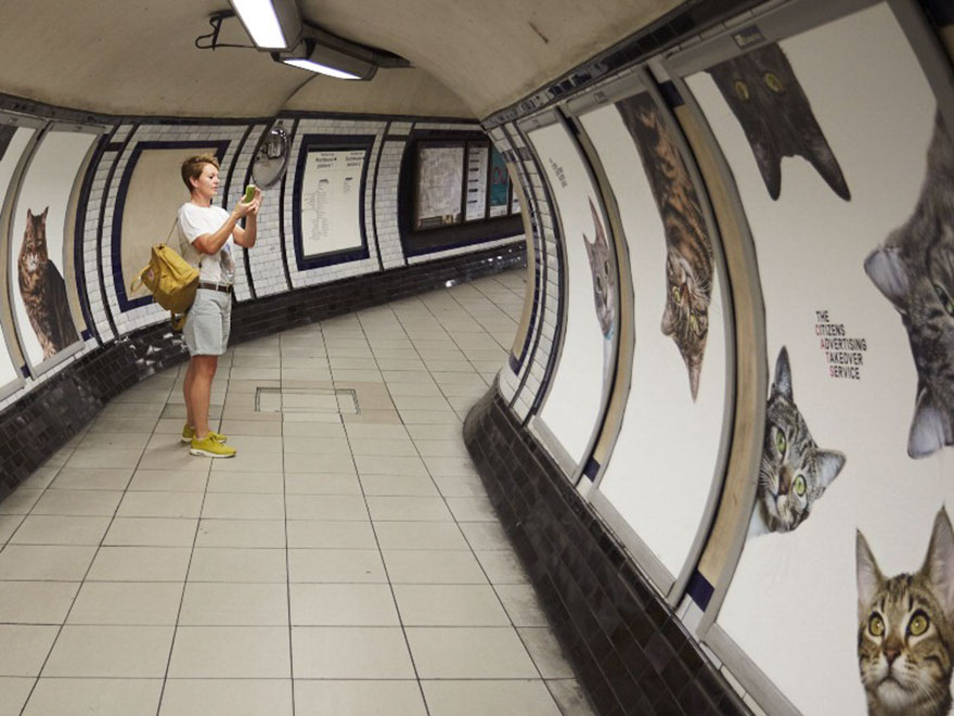 cat-ads-underground-subway-metro-london-1