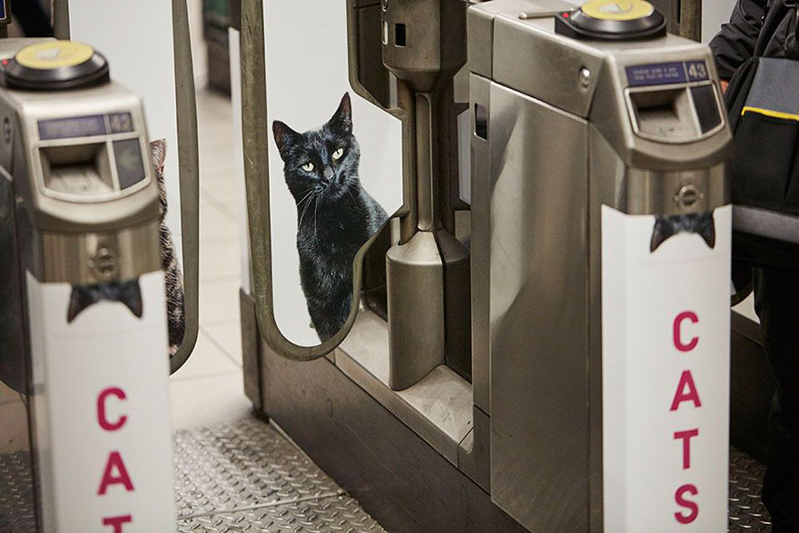 cat-ads-underground-subway-metro-london-3