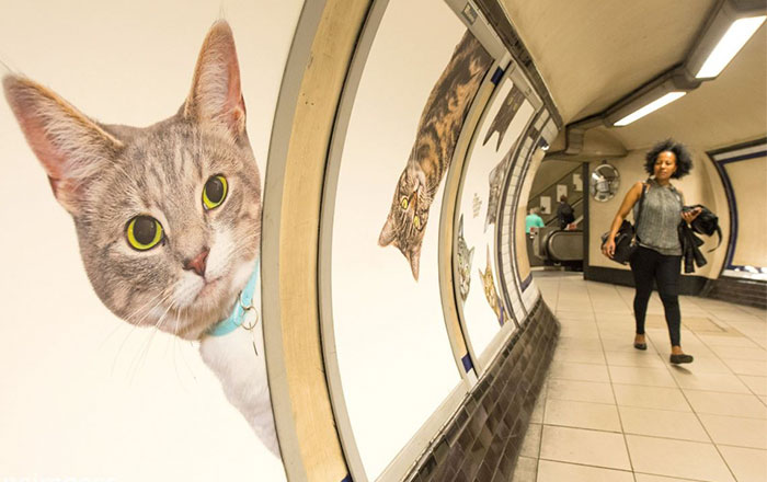 All Adverts In London’s Underground Station Have Been Replaced With Cat Pictures