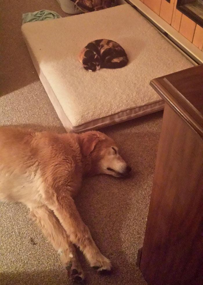 Dogs That Had Their Bed Stolen