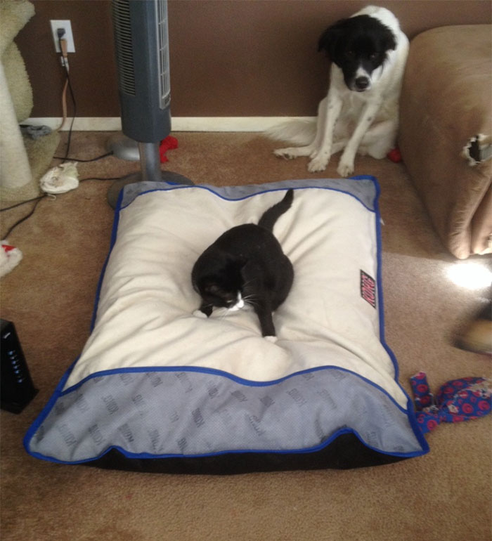 Dogs That Had Their Bed Stolen