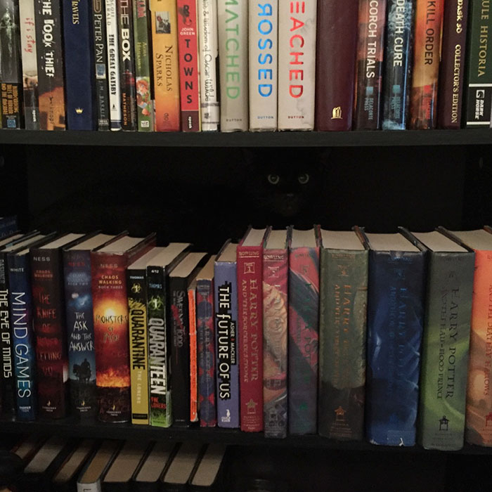 Sometimes We Can't Find Toothless...