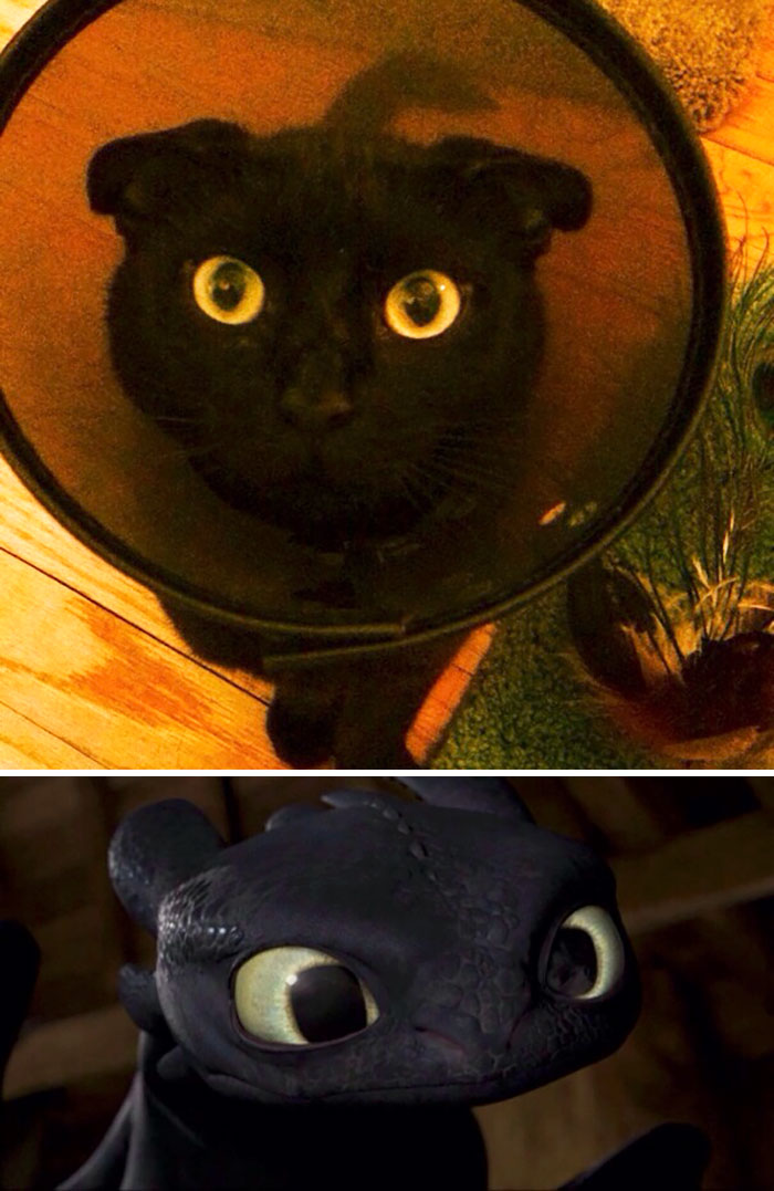 Might Have To Rename My Kitten To Toothless
