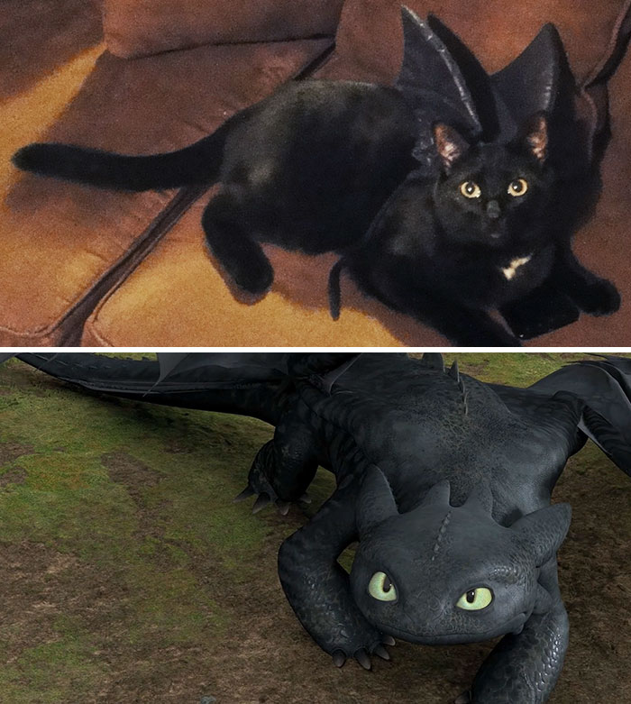 My cat in his "Toothless" costume