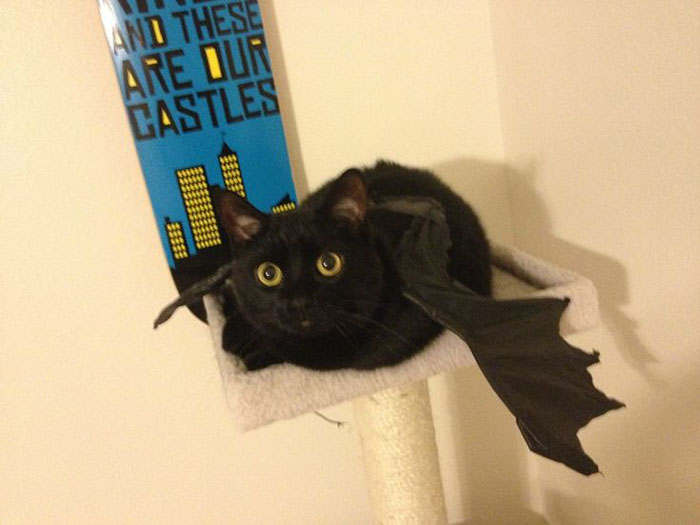 Here's My Black Kitty Going As Toothless For Halloween