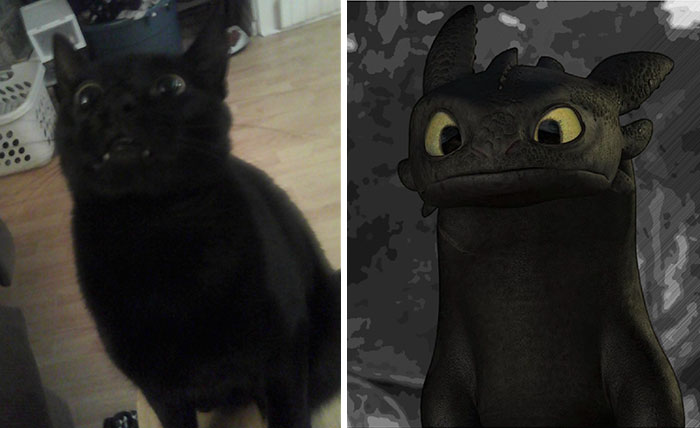 This Is Why My Cat Is Named Toothless