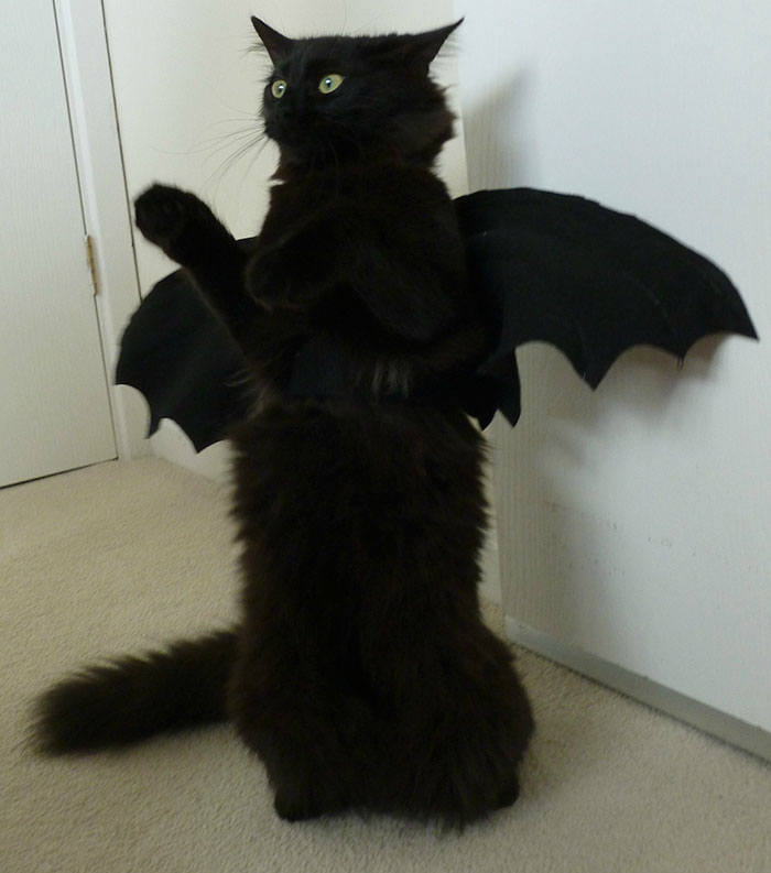 Pudding The Kitten Dressed Up As A Night Fury Ready For Halloween. Hello Toothless!