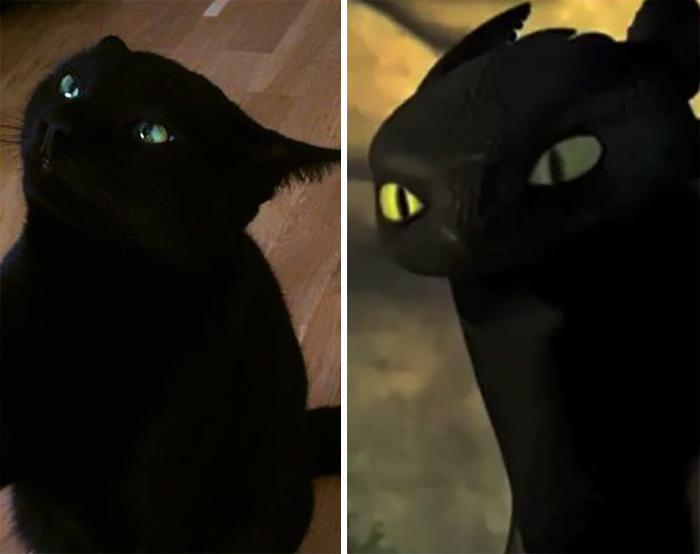 So I Hear My Sister's Cat Gilgamesh Looks Like Toothless