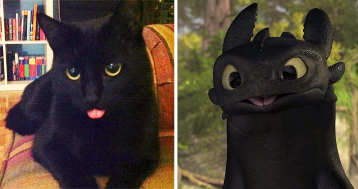 This Black Cat Looks Like Toothless
