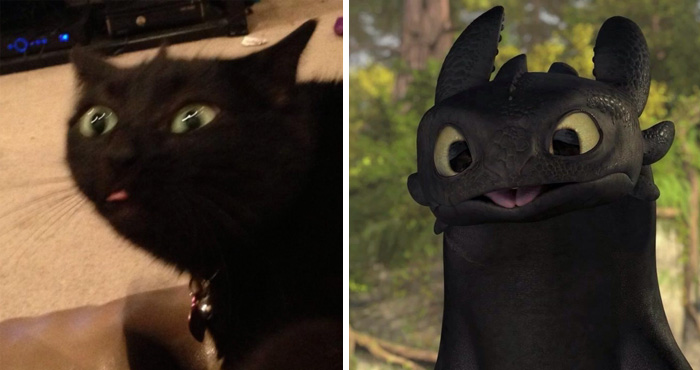 This Cat Looks Like Toothless