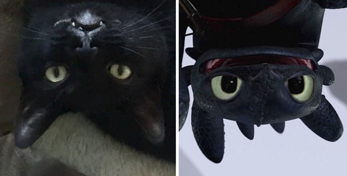 Upside Down Toothless