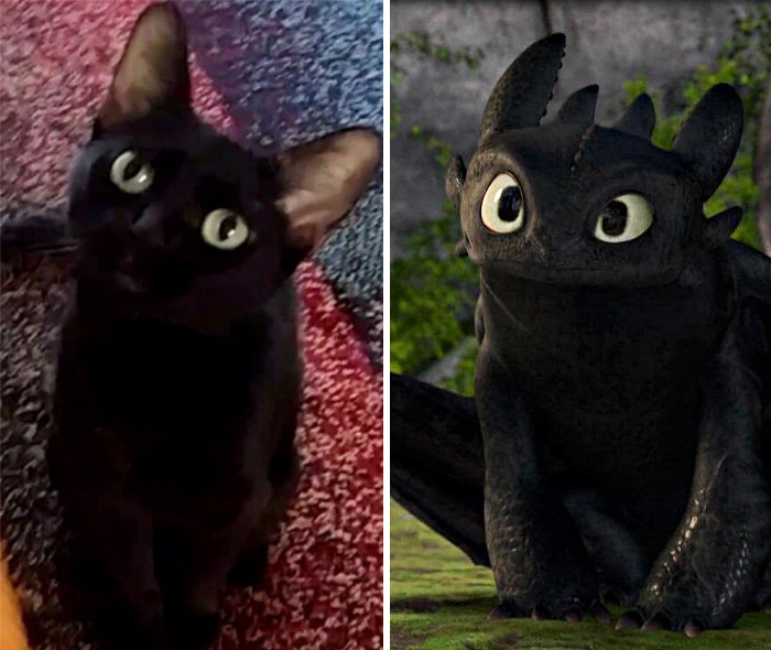 This Black Cat Looks Like Toothless