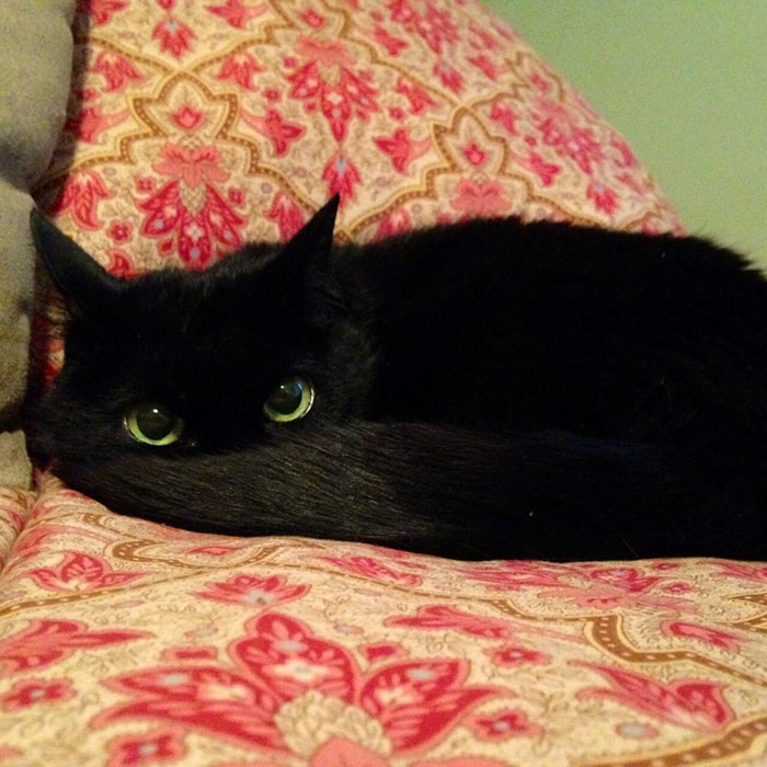 37 Black Cats That Are Actually Toothless In Disguise | Bored Panda