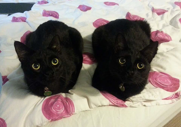 Dexter & Archer. A Slight Resemblance To Toothless From How To Train Your Dragon