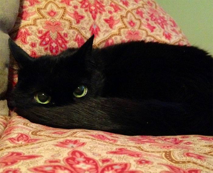 37 Black Cats That Are Actually Toothless In Disguise