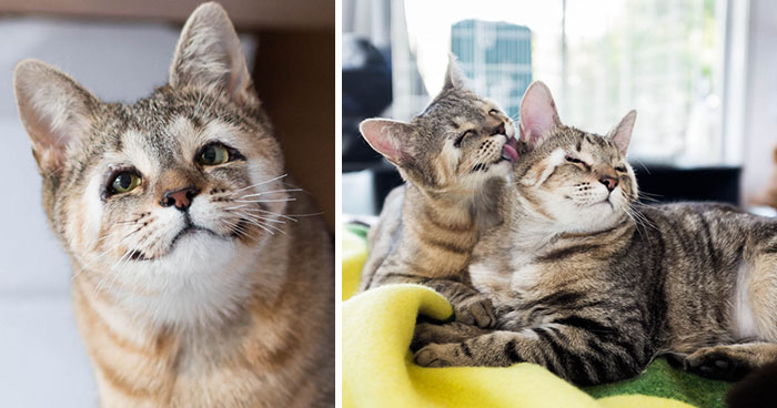 Stray Kittens Born Without Eyelids Couldn’t Be Happier After Humans Saved Their Sight