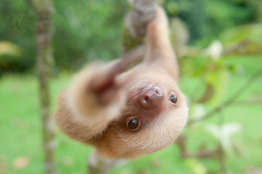 cute-sloths