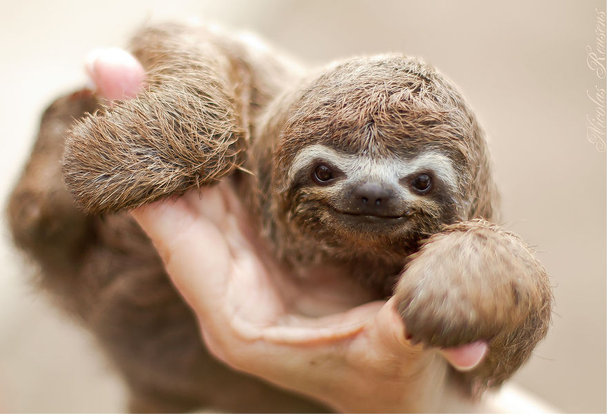 cute-sloths