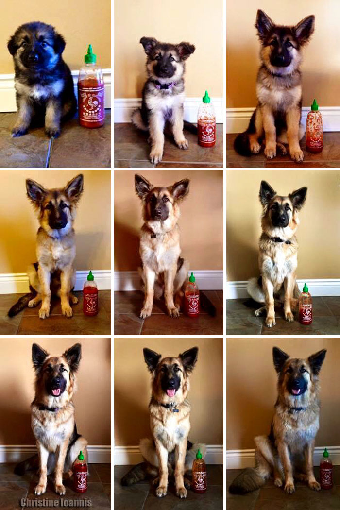 Owner Documents Their Dog's Growth By Using A Bottle Of Sriracha For Scale